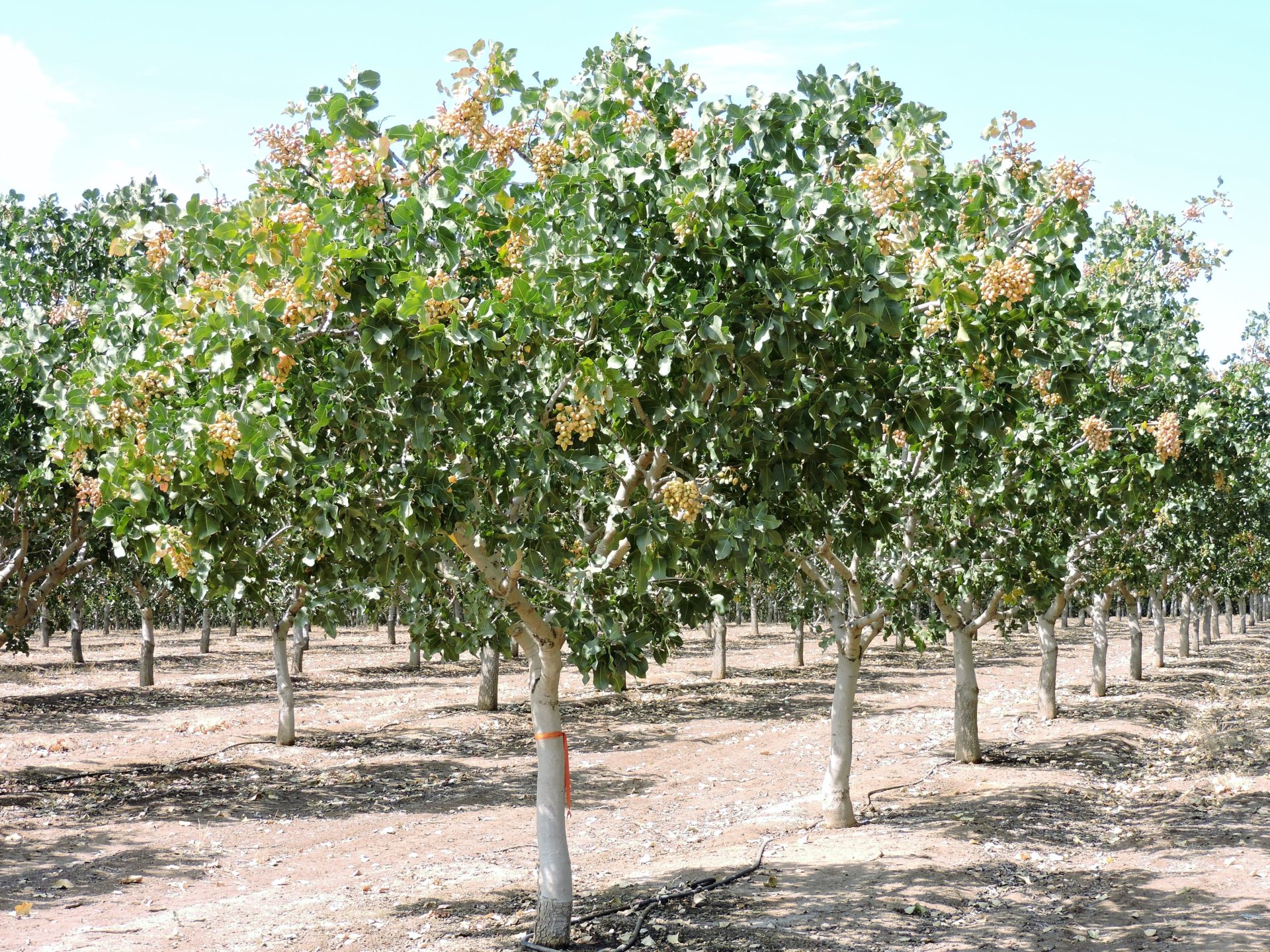 Board of Directors Terra Bella Irrigation District Learn More